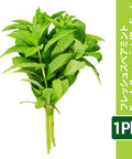 フレッシュ スペアミント 1Pkt　ハッカ　ハーブ　プディナ
